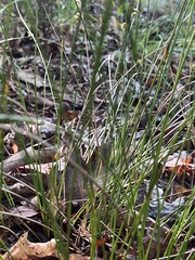 Juncus coriaceus