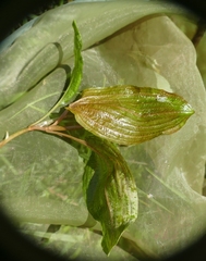 Potamogeton coloratus