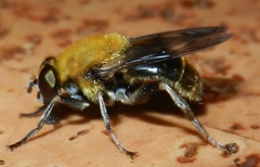 Pterallastes thoracicus