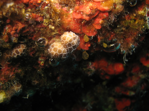 Star Coral