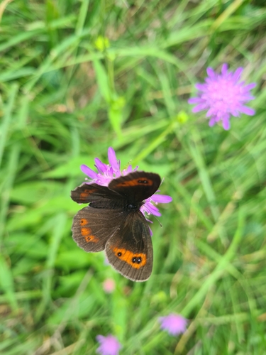 Scotch Argus, Freisinger Buckl, photo 8 of 10