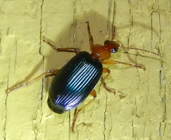 Lebia