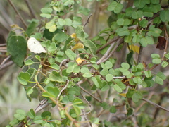 Ipomoea eggersii