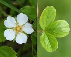 Potentilla montana