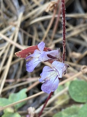 Collinsia tinctoria