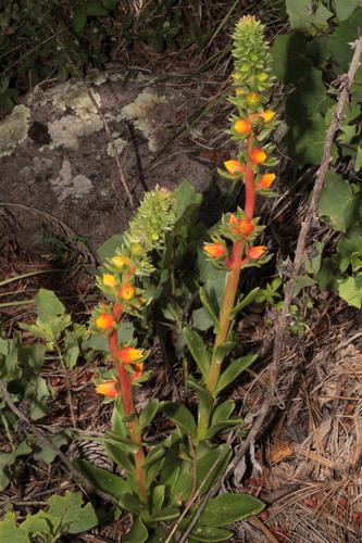 Image of Echeveria mucronata by (c) Arturo Castro Castro, some rights reserved (CC BY)