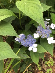 Hydrangea chinensis