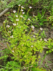 Phyllopodium cuneifolium