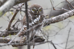 Glaucidium capense