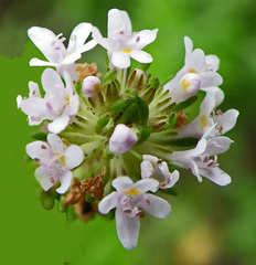 Phyllopodium cuneifolium