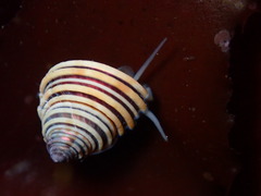 Calliostoma canaliculatum
