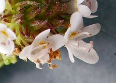 Phyllopodium cuneifolium