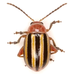 Disonycha admirabila