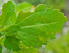 Phyllopodium cuneifolium
