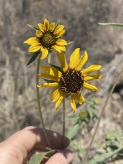 Helianthus exilis