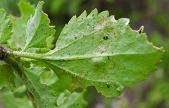 Phyllopodium cuneifolium