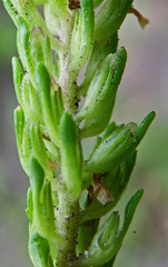 Phyllopodium cuneifolium