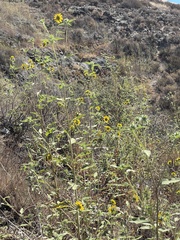 Helianthus exilis
