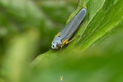 Graphocephala flavovittata