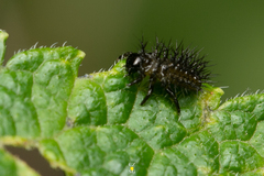 Epilachna mexicana