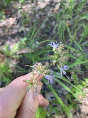 Campanula prenanthoides
