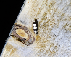 Neurothaumasia ankerella