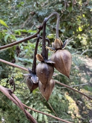 Distimake kentrocaulos