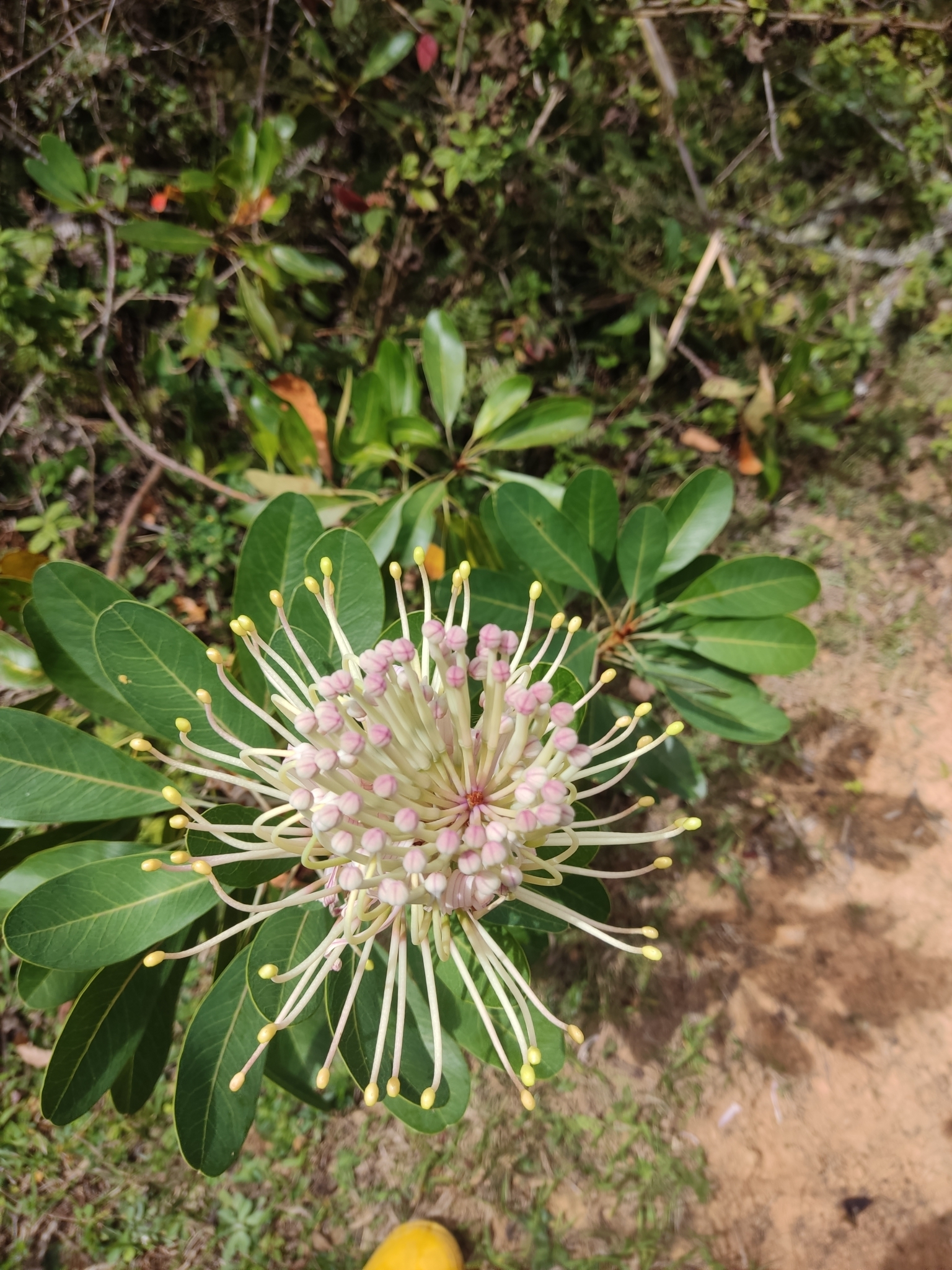 Oreocallis image