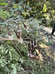 Distimake kentrocaulos