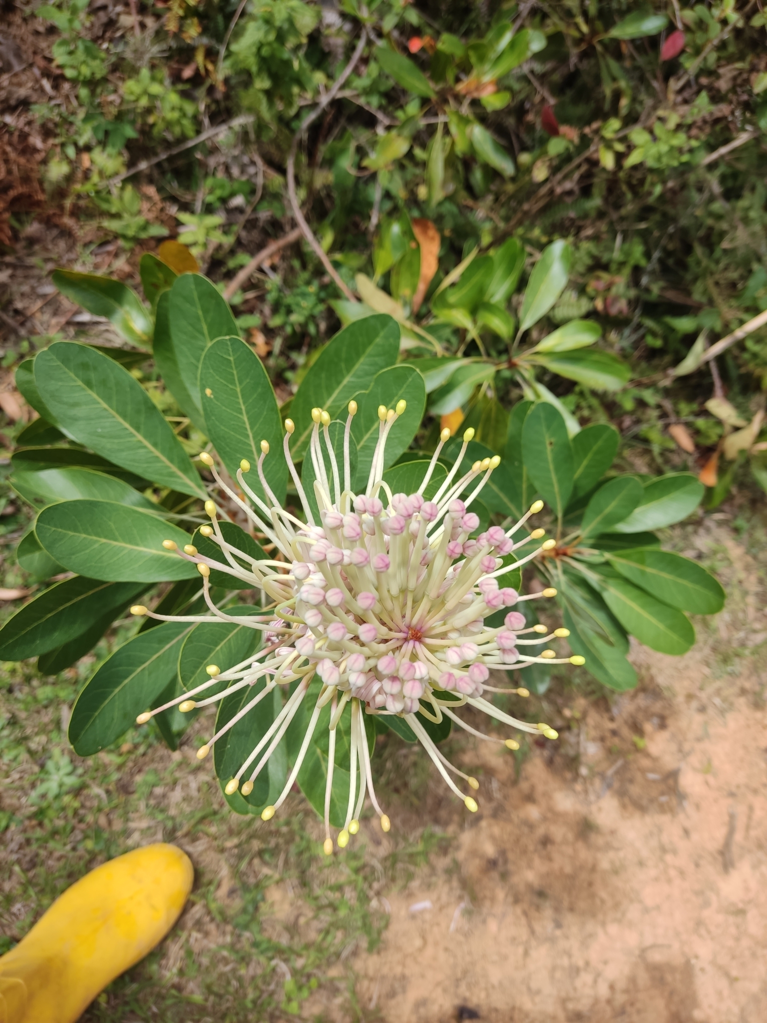 Proteaceae image