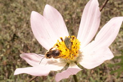 Cosmos palmeri