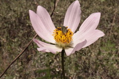 Cosmos palmeri