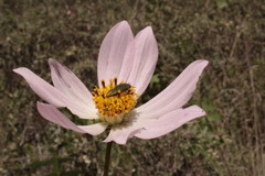 Cosmos palmeri