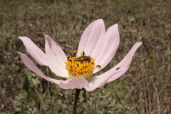 Cosmos palmeri