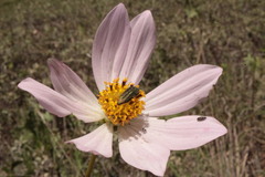 Cosmos palmeri
