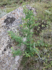 Lonicera microphylla