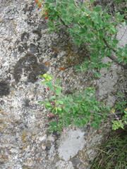 Lonicera microphylla