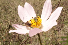 Cosmos palmeri