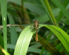 Aphylla angustifolia