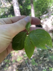 Cornus sessilis