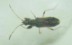 Paraparomius leptopoides