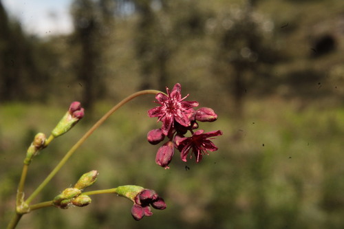 Image of Eriogonum atrorubens by (c) Arturo Castro Castro, some rights reserved (CC BY)