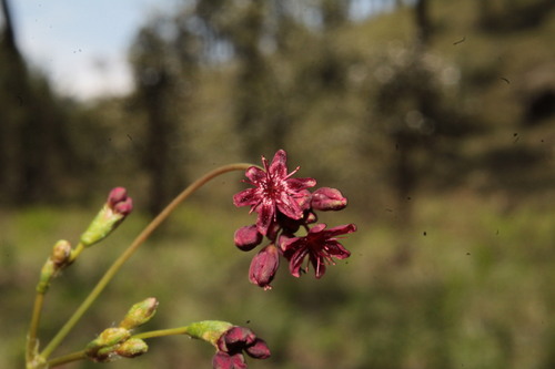 Image of Eriogonum atrorubens by (c) Arturo Castro Castro, some rights reserved (CC BY)