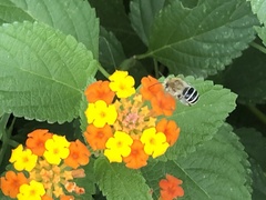Anthophora californica