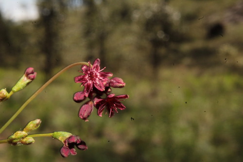 Image of Eriogonum atrorubens by (c) Arturo Castro Castro, some rights reserved (CC BY)
