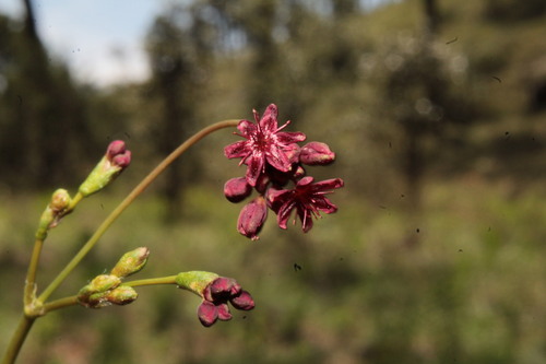 Image of Eriogonum atrorubens by (c) Arturo Castro Castro, some rights reserved (CC BY)