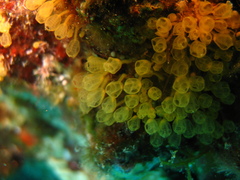Pycnoclavella