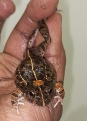 Tomopterna cryptotis