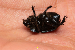 Ceratotrupes