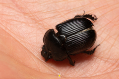 Ceratotrupes